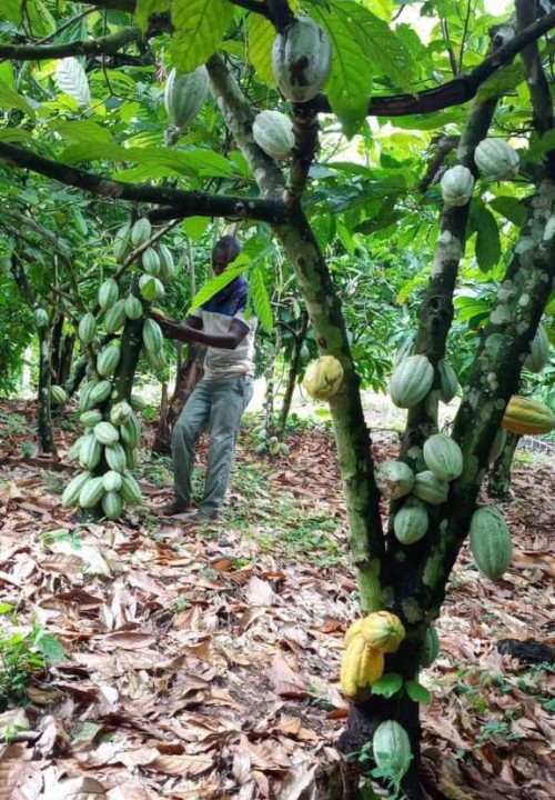 Naturally Grown Nigerian Cocoa Seed