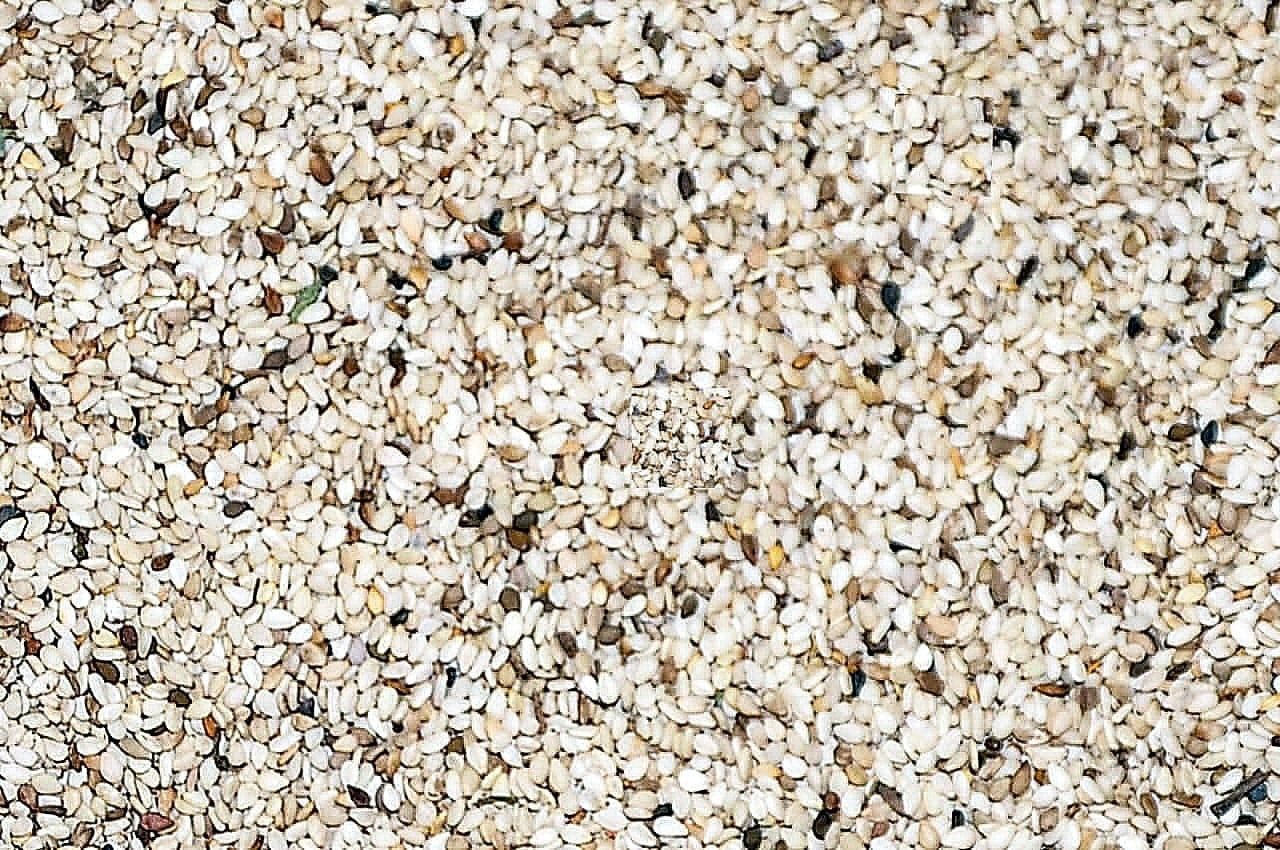 Top Grade Organic Sesame Seed