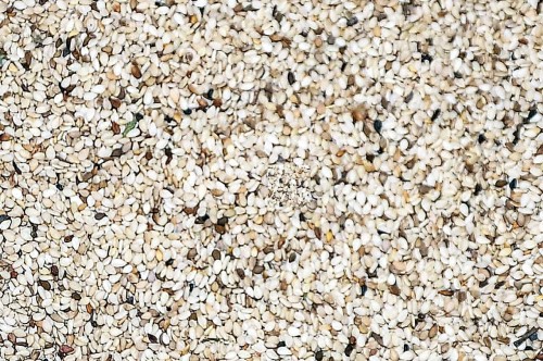 Top Grade Organic Sesame Seed