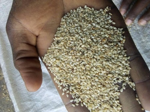 Top Grade Organic Sesame Seed
